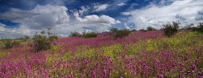 Buckeye Owls Clover Field Panoramic