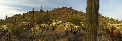 Sonoran Desert Cactus Hillside