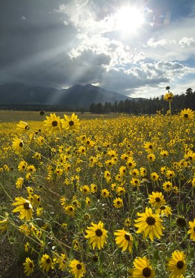 Flagstaff Bonito Park Sunflowers & Rays