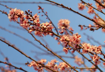 Prescott Cherry Blossoms