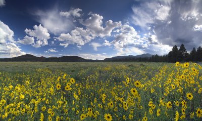 Flagstaff Bonito Park Sunflowers