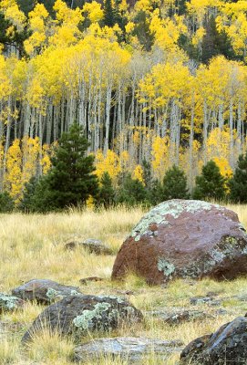Flagstaff Fall Colors & Lichen Rocks