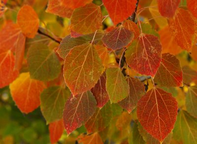 Flagstaff Fall Leaves