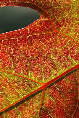 Flagstaff Maple Leaf Closeup