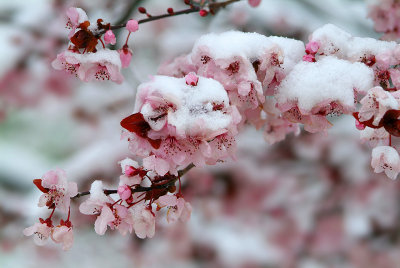 Sedona - Snowy Japanese Maples