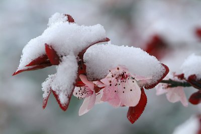Sedona - Snowy Japanese Maples Closeup