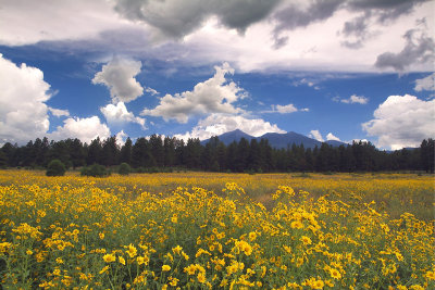 Flagstaff SF Peaks & Wildflowers