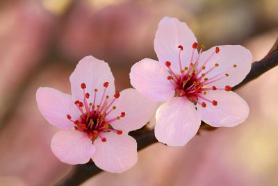 Prescott Cherry Blossoms Closeup