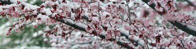Sedona - Snowy Japanese Maples Panoramic