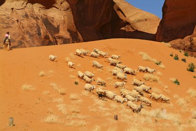 Monument Valley Sheep Drive