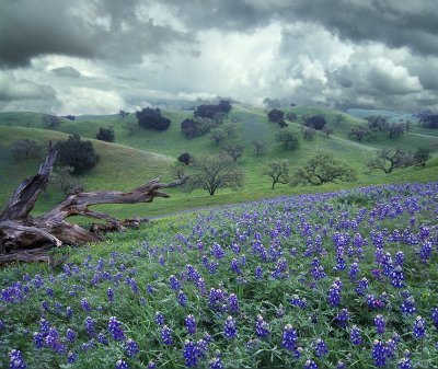 CA - Figuroa Mountain Lupine & Stormy Sky