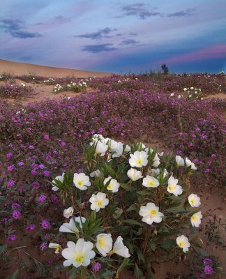 Algodones Sand Dunes Sunset Sky