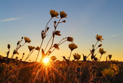 Anza Borrego SP - Desert Sunflower Sunrise