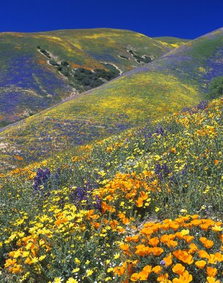 Gorman Hills - Mixed Wildflowers