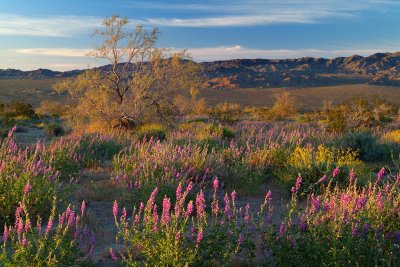 Joshua Tree NP - Lupine & Brittlebush Sunrise