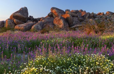 Joshua Tree NP - Lupine & Desert Dandelions