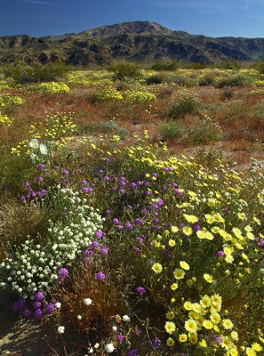 Joshua Tree NP - Mixed Wildflowers