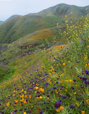Lake Elsinor Hills - Mixed Wildflowers