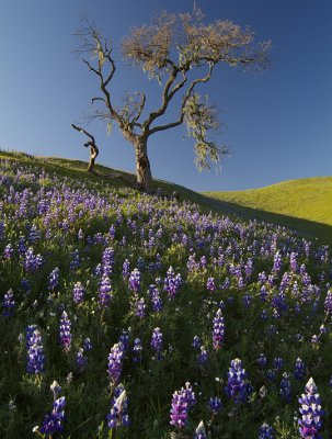 Los Olivos - Lupine & Lone Oak