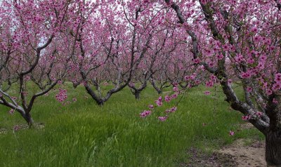 Antelope Valley Peach Orchard