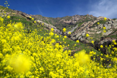 Gaviotta State Park - Mustard Weed and Mountains