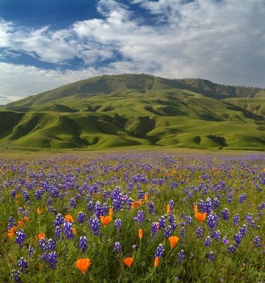 Tejon Ranch Poppies & Lupine