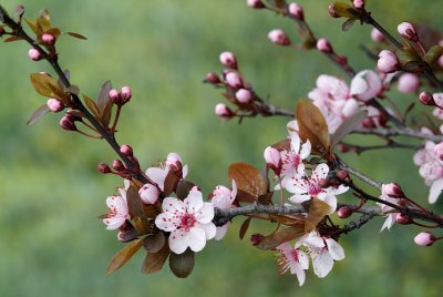 Temecula Cherry Blossoms