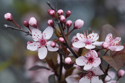 Temecula Cherry Blossoms