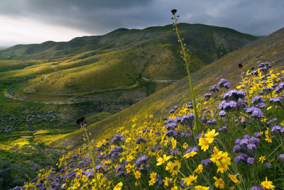 CA - Trembler Range - Mountains of Wildflowers