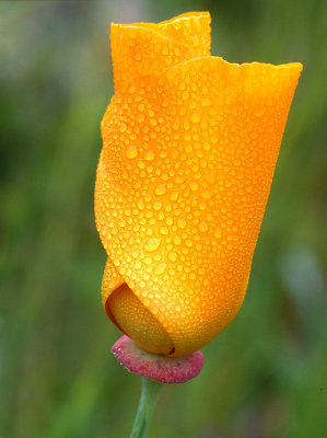 Santa Ynez - Dew-Covered California Poppy