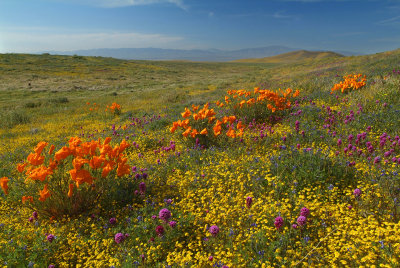 Antelope Valley Poppy Preserve - Mixed Wildflowers