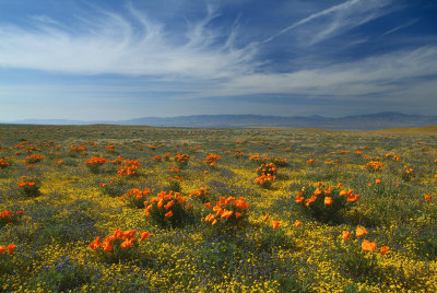 Antelope Valley Poppy Preserve - Poppy Clusters