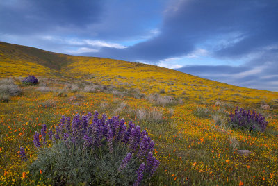 Antelope Valley Poppy Preserve - Bush Lupine & Goldfields