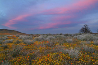 Antelope Valley Poppy Preserve - Sunset Color