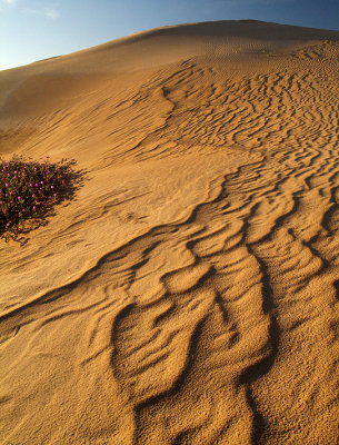 Imperial Sand Dunes & Sand Verbena