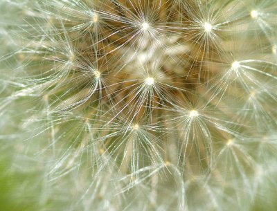 Dandelion Seeds