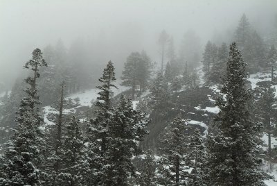 Lake Tahoe Foggy Snowy Pines