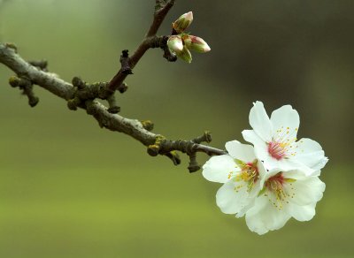 Groveland Almond Blossom