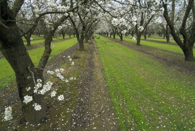 Groveland Almond Orchard