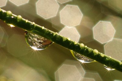 Dew Drops On Pine Tree