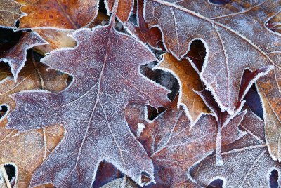 Frosty Oak Leaves