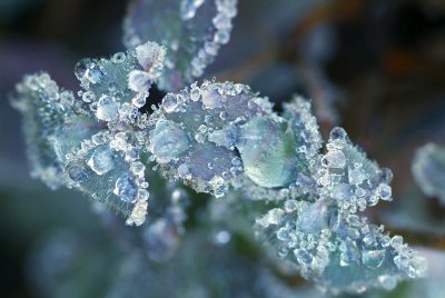 Frozen Dew Drops