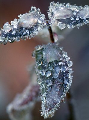 Frozen Dew Drops