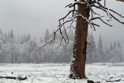 Snowy Dead Pine & Meadow