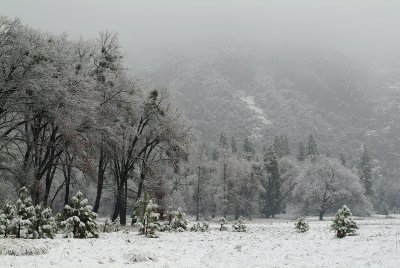 Snowy Oaks & Meadow