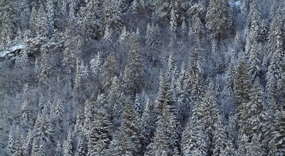 Snowy Trees on Mountain Side