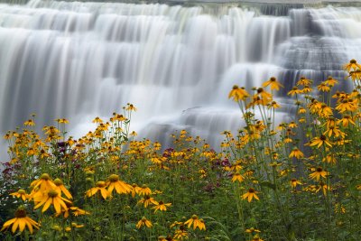 Letchworth SP - Middle Falls & Yellow Flowers