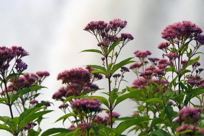 Letchworth SP - Purple Flower Closeup