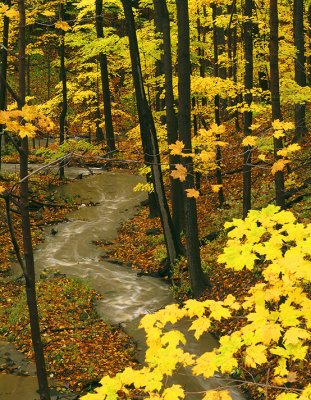 Gasport Park Stream & Yellow Maples