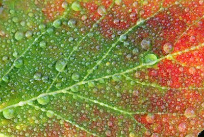 Birch Leaf Dew Drops Closeup